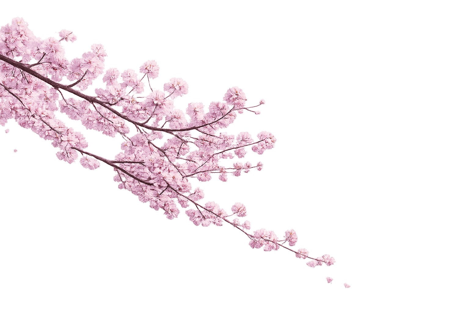 sakura
